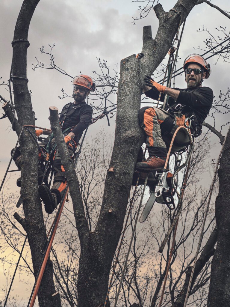 Baumpflege Team Sankt Augustin Über Uns