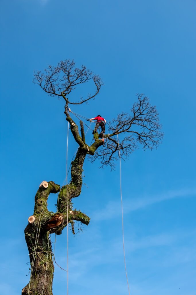 Baumpflege Sankt Augustin