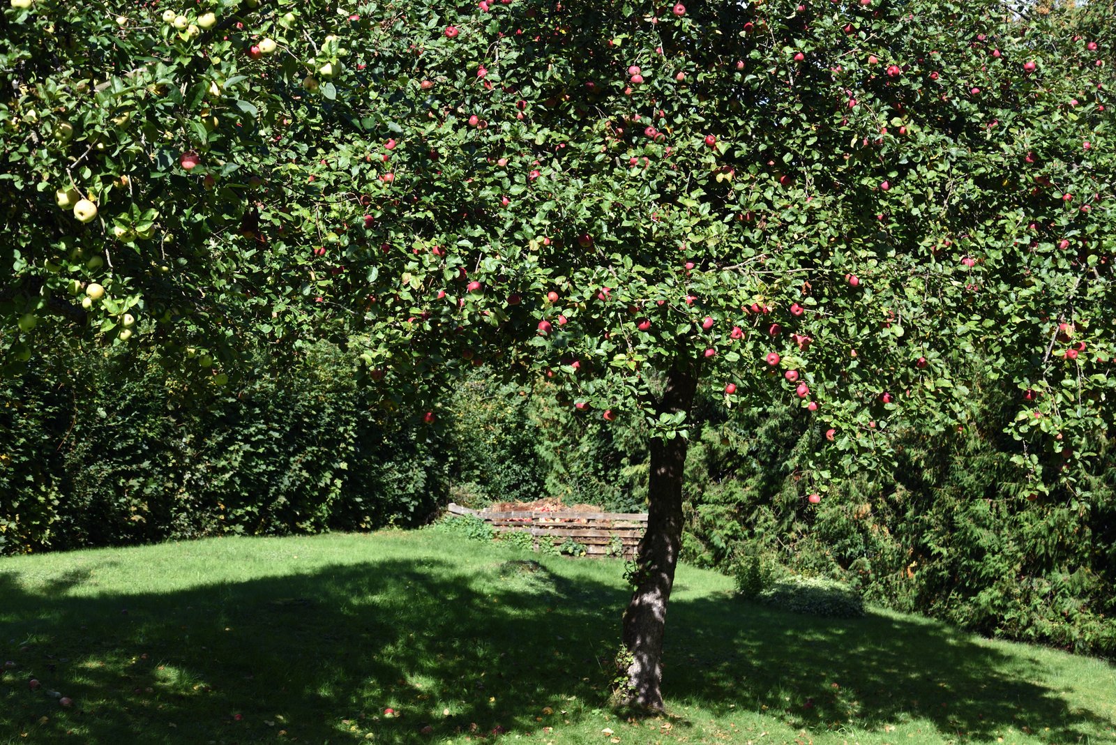 Apfelbaum schneiden Obstbaumschnitt Baumpflege Sankt Augustin